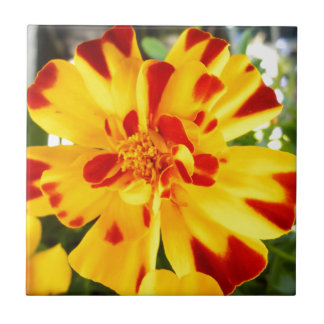 Gelbe Marigold mit Rothalsflecks Sommer-Blume Lieb Fliese