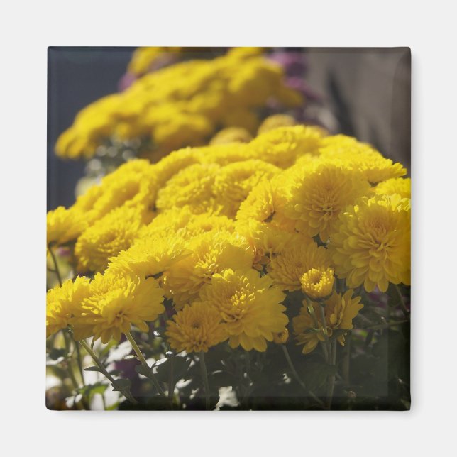 Gelbe Marigoldbrache Magnet (Vorne)