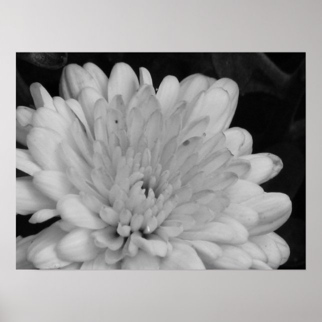 Gelbe Mäuse Poster (Vorne)