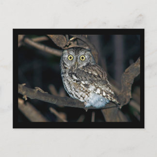 Gelbe Mit Augen Ostseeschüssel um Mitternacht Postkarte