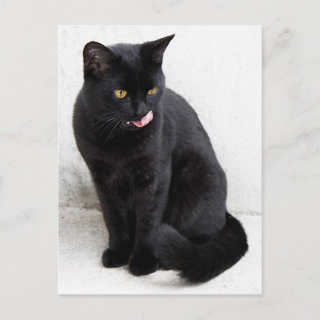 Gelbe mit Augen, schwarze Katze lecken sich die Li Postkarte (Vorderseite)