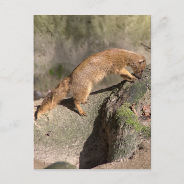 Gelbe Mongolose Postkarte (Vorderseite)