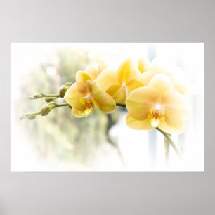 Gelbe Moth Orchid im Sonnenschein Poster