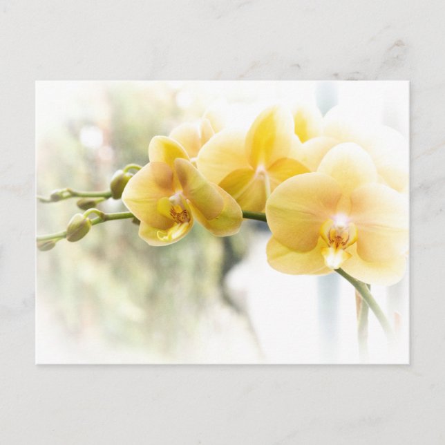 Gelbe Moth Orchid im Sonnenschein Postkarte (Vorderseite)