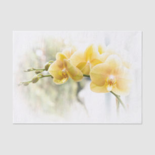 Gelbe Motten-Orchidee im Sonnenschein Seidenpapier