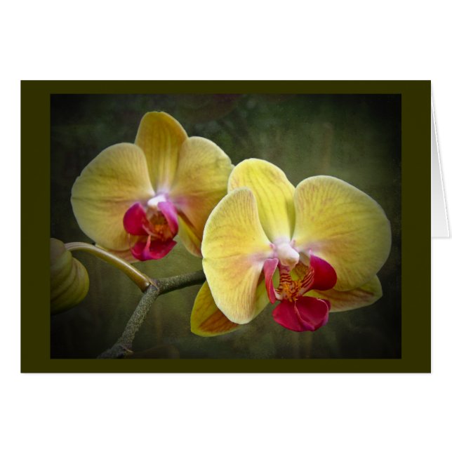 Gelbe Motten-Orchideen - Phalaenopsis (Vorderseite (Horizontal))