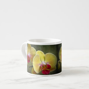 Gelbe Mottenorchien - Phalaenopsis Espressotasse
