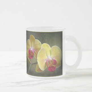 Gelbe Mottenorchien - Phalaenopsis Mattglastasse