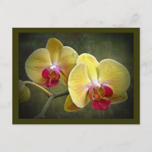 Gelbe Mottenorchien - Phalaenopsis Postkarte