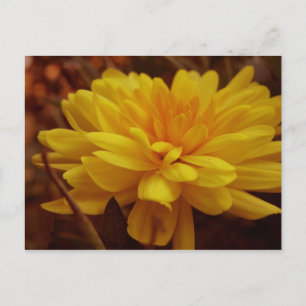 Gelbe Mücke Postkarte