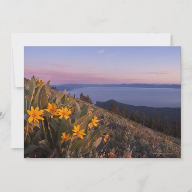 Gelbe Mules OhrBlume bei Sonnenuntergang (Vorderseite)