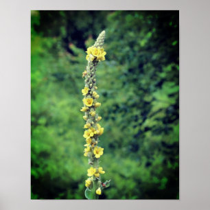 Gelbe Mullein-Wildblume Poster