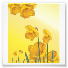 Gelbe Narzisse Daffodil Fotodruck