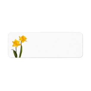 Gelbe Narzissen auf Weiß - Narzissen-Blumen-freie