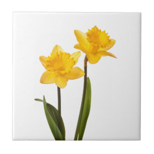 Gelbe Narzissen auf Weiß - Narzissen-Blumen-freier Fliese