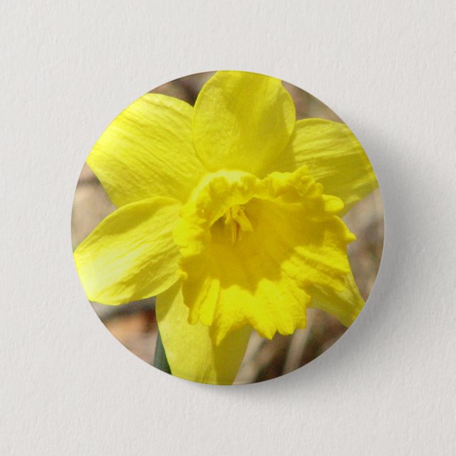 Gelbe Narzissen-Blumen-runder Knopf Button (Vorderseite)
