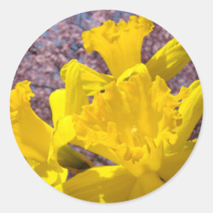 Gelbe Narzissen-Blumen-Sticker Briefumschlag-Siege Runder Aufkleber