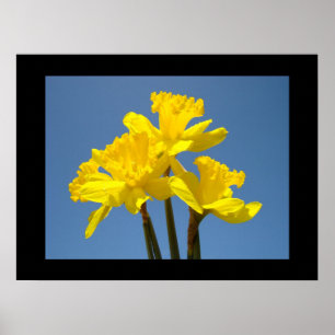Gelbe Narzissen Florale Kunst Drucke Blauer Himmel