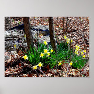 Gelbe Narzissenblumen im Wald Fotoplakat Poster