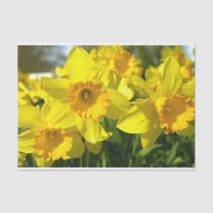 Gelbe Narzissenblumen Seidenpapier