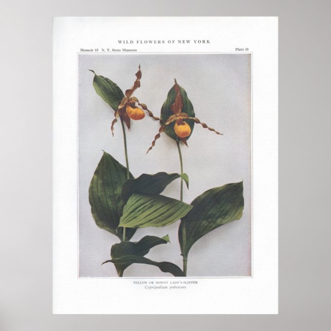 Gelbe oder Downy Lady's Slipper Poster (Vorne)