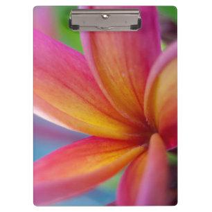 Gelbe Orange Deep Pink Tropische Plumeria Blume Klemmbrett