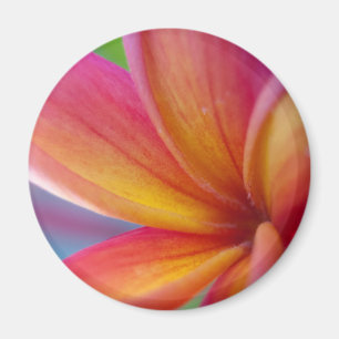 Gelbe Orange Deep Pink Tropische Plumeria Blume Magnet