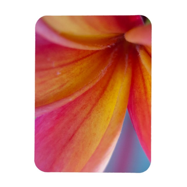 Gelbe Orange Deep Pink Tropische Plumeria Blume Magnet (Vertikal)