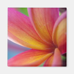 Gelbe Orange Deep Pink Tropische Plumeria Blume Magnet