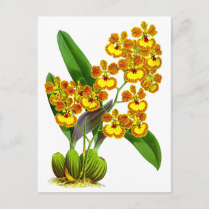 Gelbe Orange Vintage-Orchideenblüte Postkarte