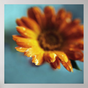 Gelbe Orangenmarigold-Blume lässt Makro fallen Poster