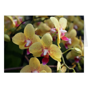 Gelbe orchide Blume