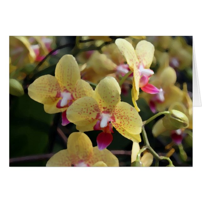 Gelbe orchide Blume (Vorderseite (Horizontal))