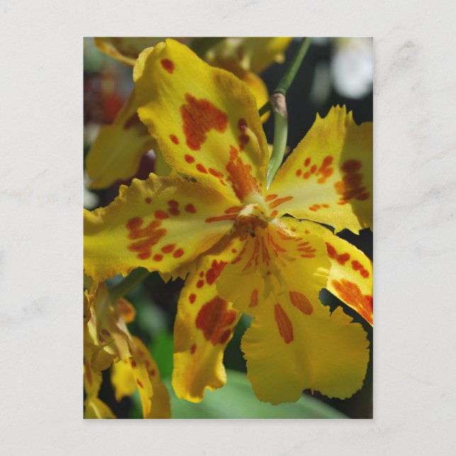 Gelbe Orchidee aus Vero Beach Postkarte (Vorderseite)