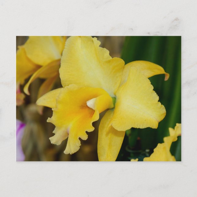 Gelbe Orchidee Postkarte (Vorderseite)
