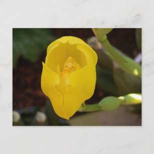 Gelbe Orchidee Postkarte