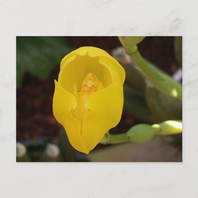 Gelbe Orchidee Postkarte (Vorderseite)