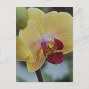 Gelbe Orchidee von Gardenfest 2011 Postkarte