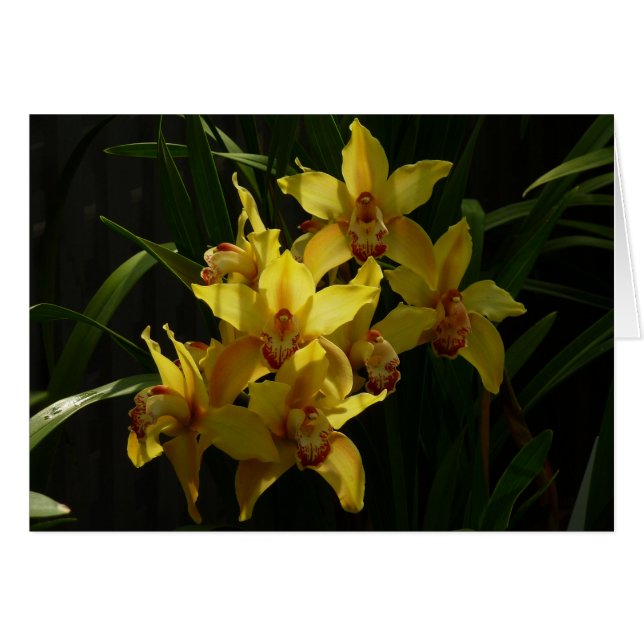 Gelbe Orchideen (Vorderseite (Horizontal))