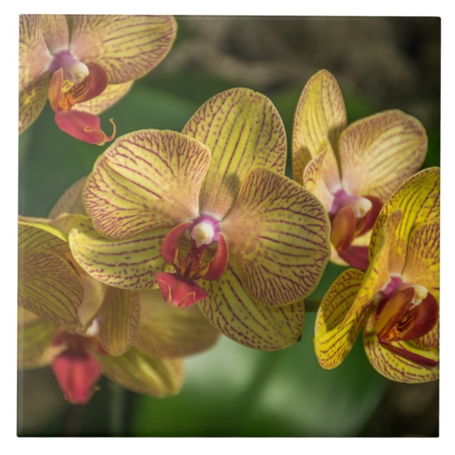 Gelbe Orchideen-Keramikfliese Fliese (Vorderseite)