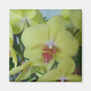 Gelbe Orchideen Magnet