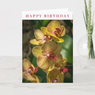 Gelbe Orchideen Nahaufnahme Geburtstagskarte Karte