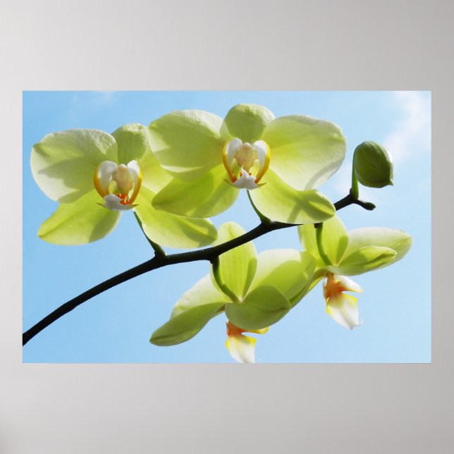 Gelbe Orchideen Poster (Vorne)