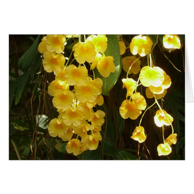 Gelbe Orchideen - tropische Blume (Vorderseite (Horizontal))
