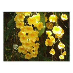 Gelbe Orchideen - tropische Blume Fotodruck