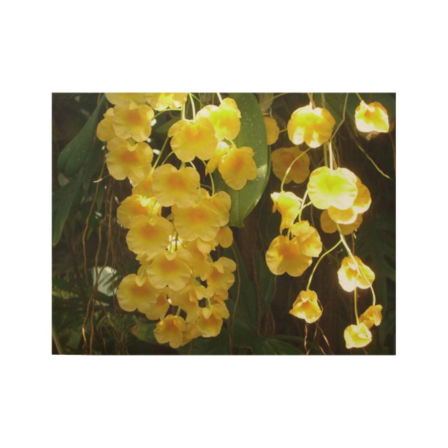 Gelbe Orchideen - tropische Blume Holzposter (Vorderseite)