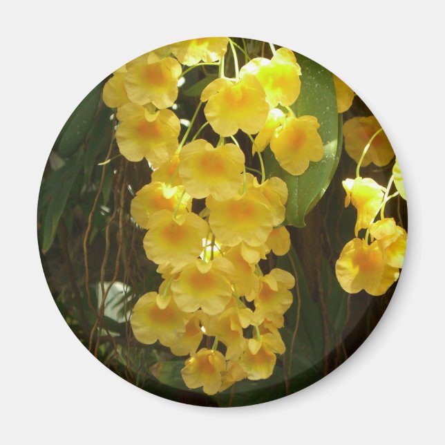 Gelbe Orchideen - tropische Blume Magnet (Vorne)