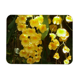 Gelbe Orchideen - tropische Blume Magnet