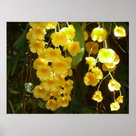 Gelbe Orchideen - tropische Blume Poster