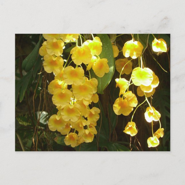 Gelbe Orchideen - tropische Blume Postkarte (Vorderseite)